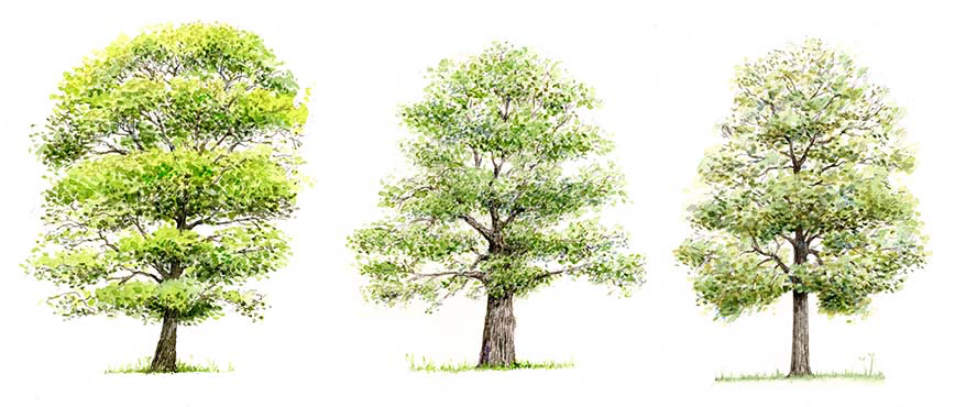 The Bumper Book of Nature . Random House . Tree identification illustrations - Sycamore Oak Ash